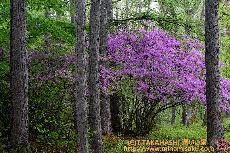 ../Images/7R250517 (25).jpg